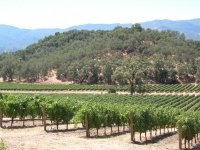 JP winery view 2.jpg